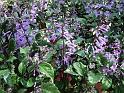 Plectranthus Mona Lavender 